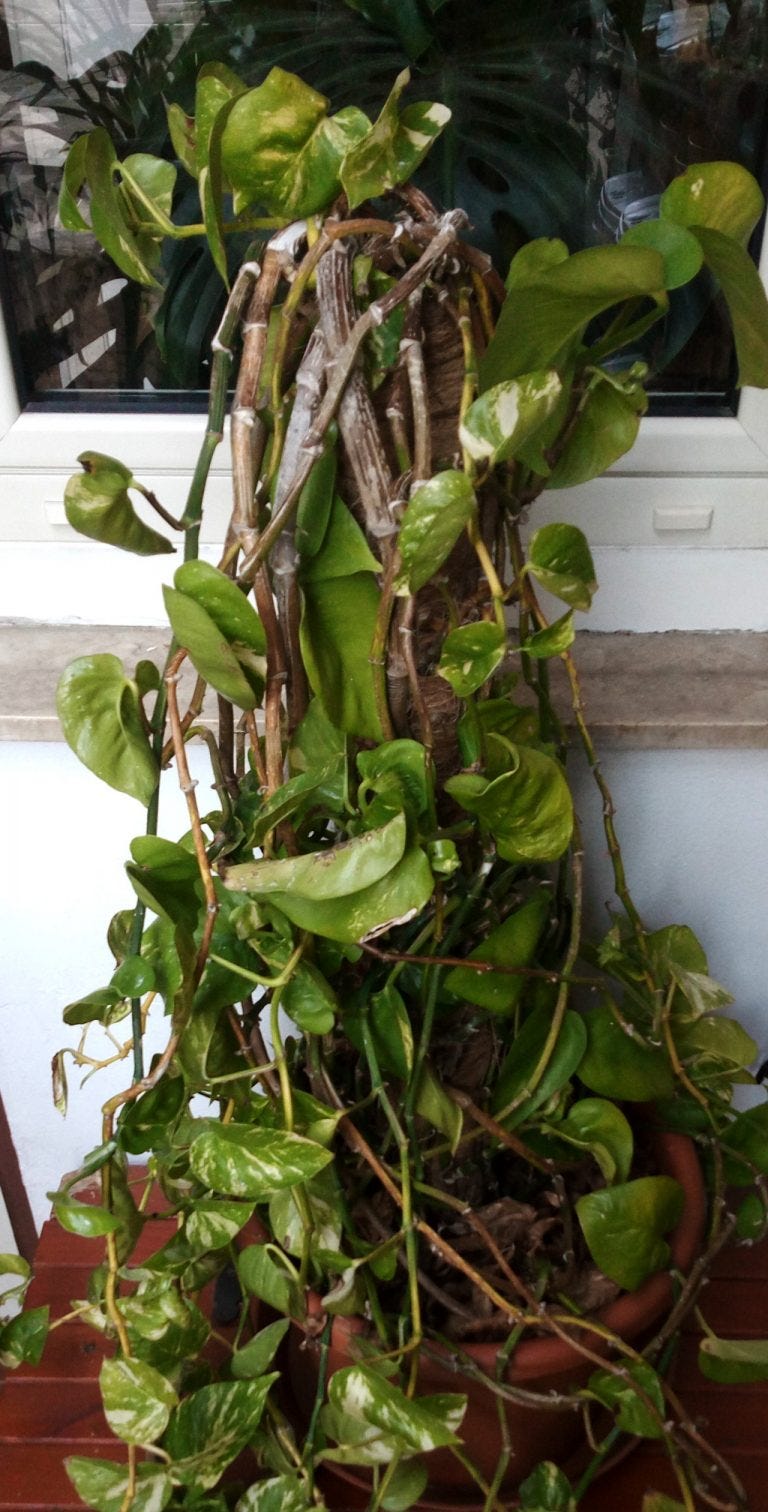 Pothos Pianta D Appartamento Regina Della Casa By Peppe Croce Medium