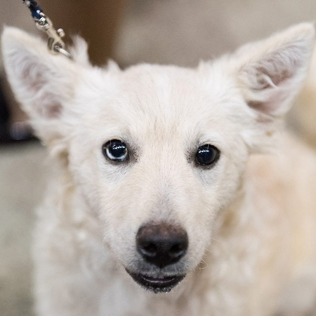 Mastiffs And Mohawks Photos Of Californias Most