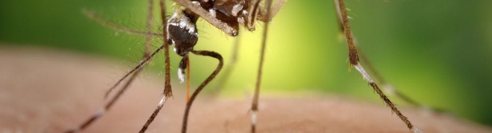 Predicting Dengue Cases in San Juan, Puerto Rico and Iquitos, Peru | by