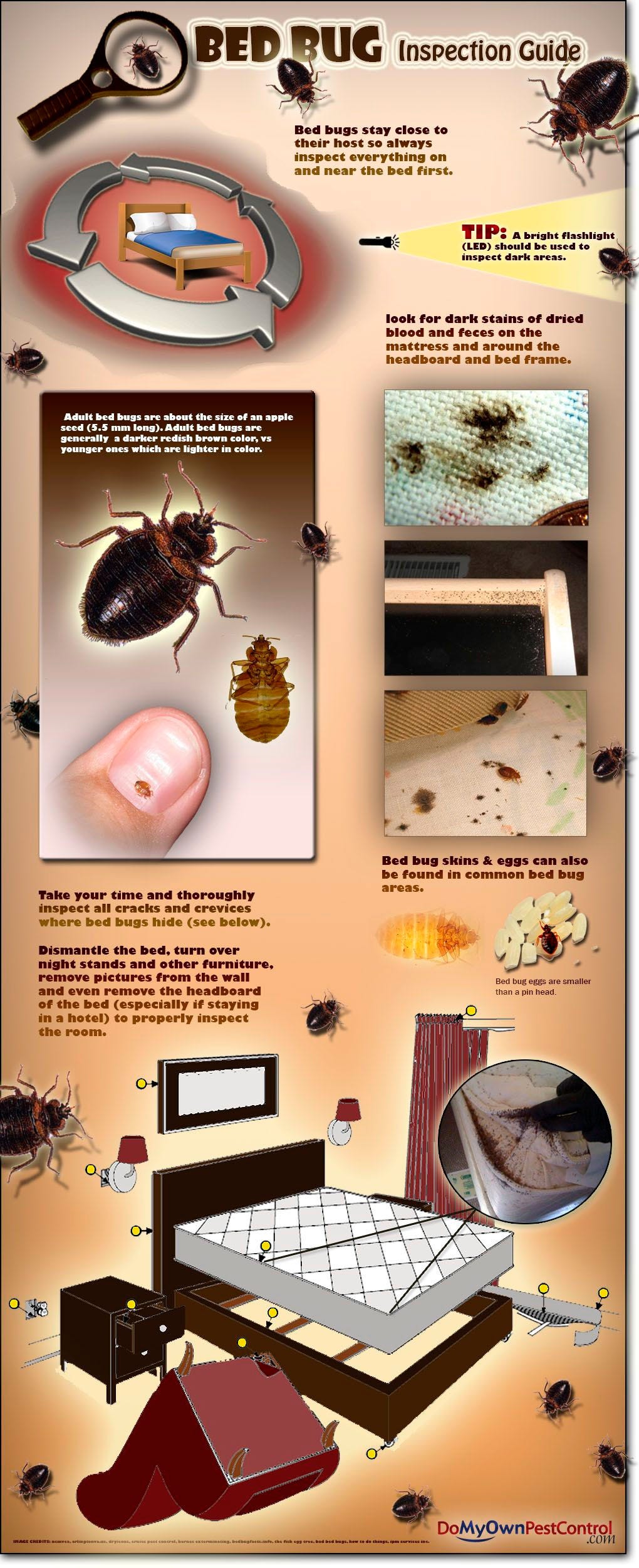 What To Do If Your Neighbor Has Bed Bugs By Inga Cryton Pest Wiki Medium