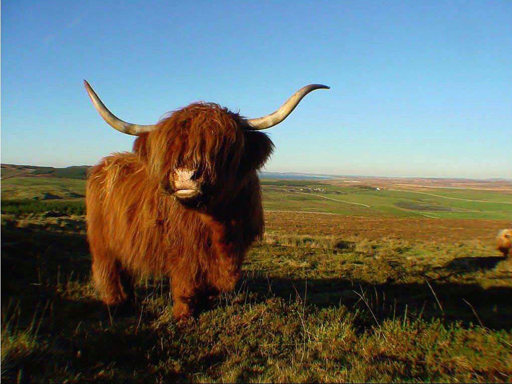 A Guide to Yak Shaving Your Code. How to Stay Focused When Things Get