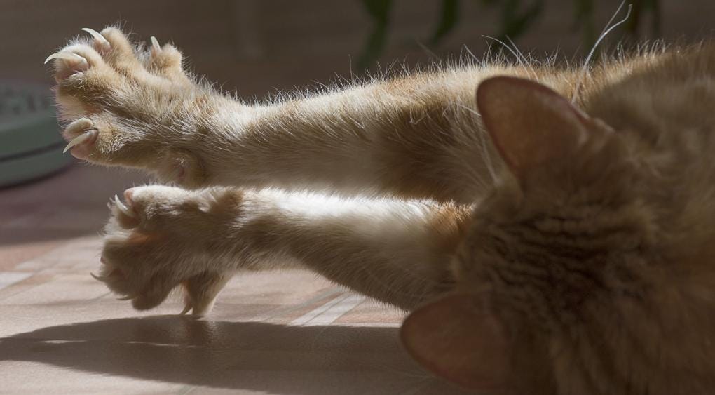 How To Stop Cats From Scratching Furniture Door Sofa