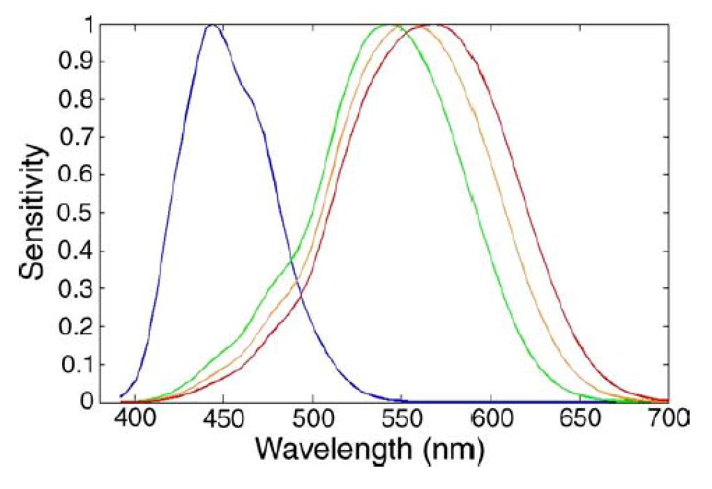 All the Colors We Cannot See. Tetrachromacy in Humans by Carl