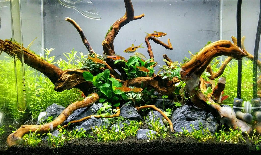 Aquascape Ideas Simple Driftwood Aquascape