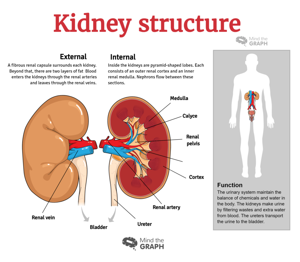 Urinary system diseases: Infographics to understand | by Mind the Graph