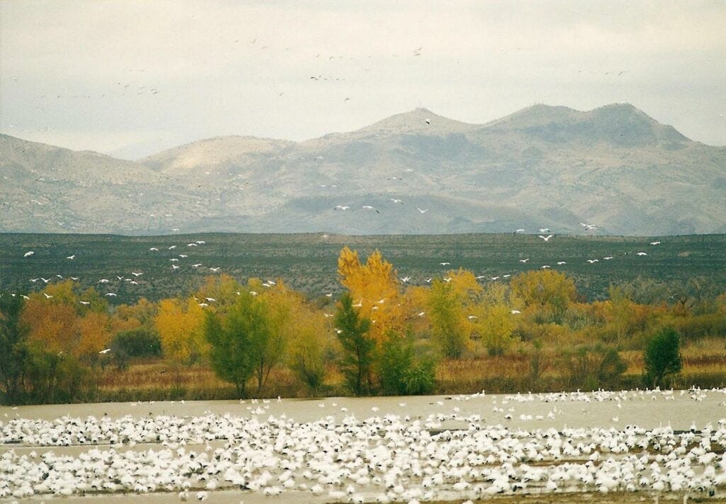 Thousands of white birds on a lake in a mountain valley