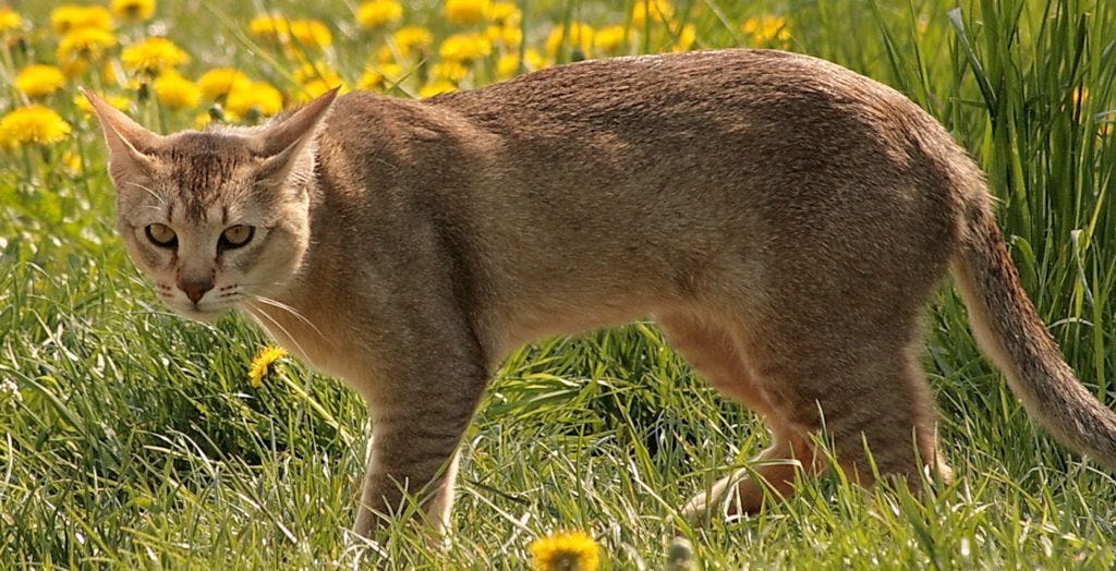 Top 10 Largest Cat Breeds In The World By David Atkins Medium