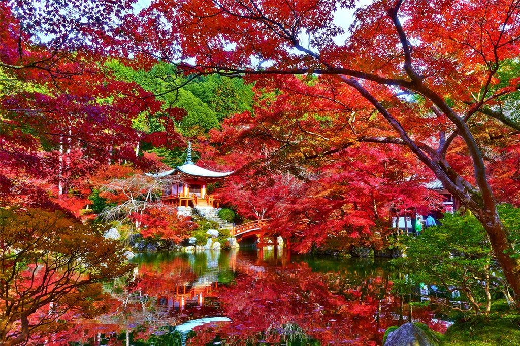 Momiji 紅葉 The Most Beautiful Japanese Maple Tree By Lemiche Press Medium