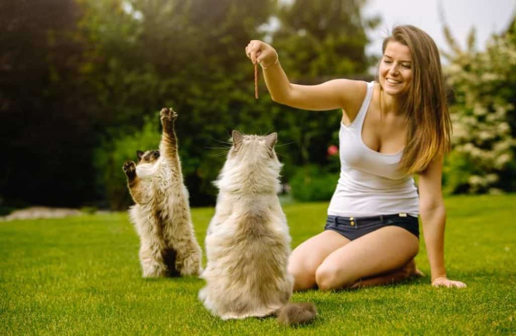 low sodium cat food