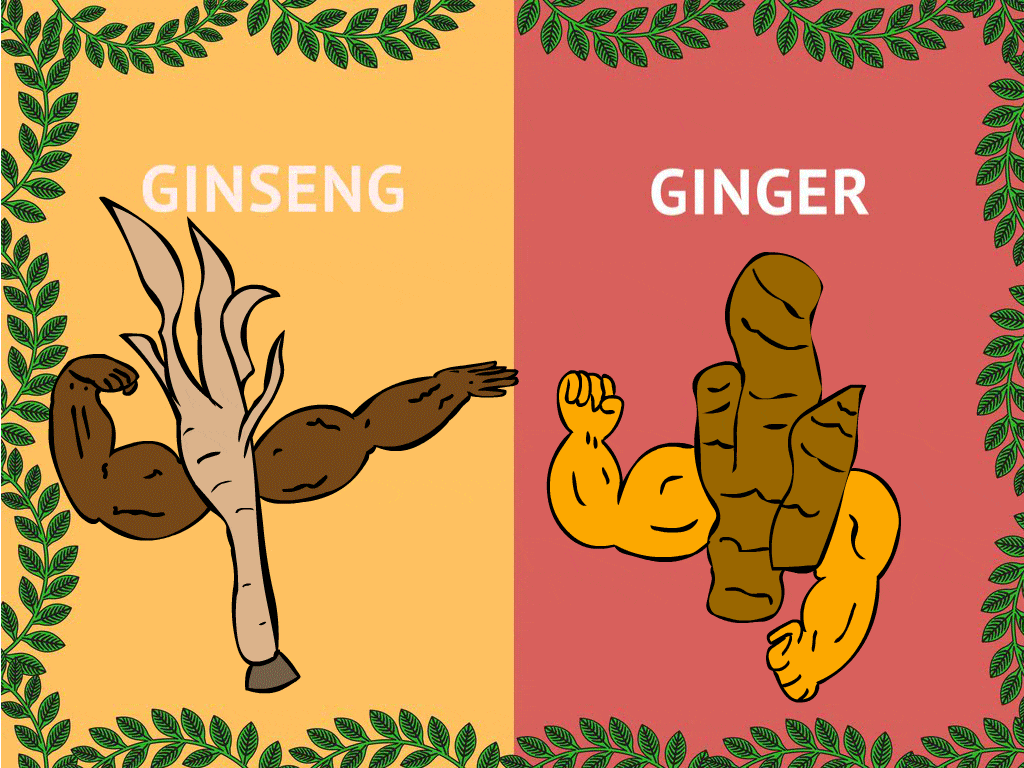 Ginseng VS Ginger, Rhodiola, Caffeine, Maca and Ginkgo Biloba