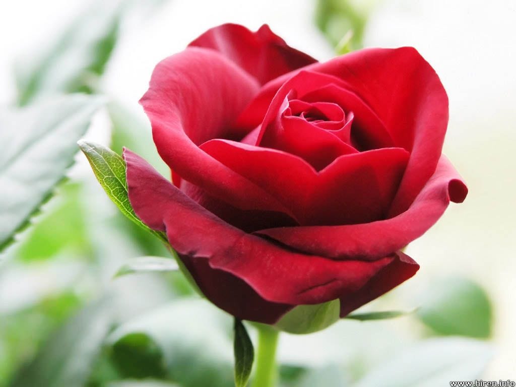 The Bachelor Drinking Game Week 5 By Krista Schleich Medium