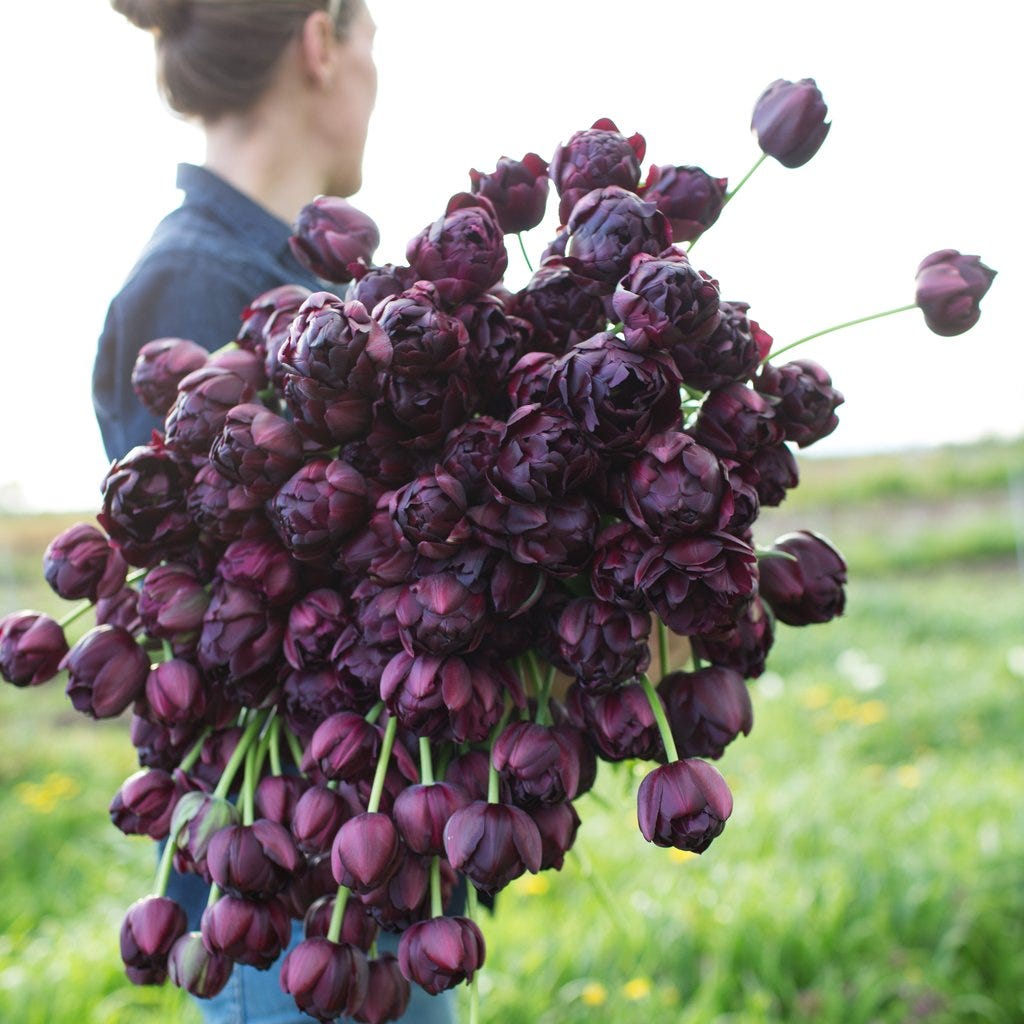 Making a tulip bouquet with black tulips | by ...