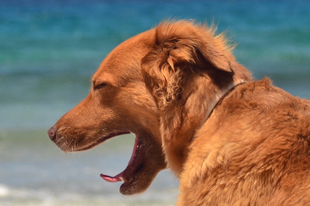 Ecco Le Spiagge Pet Friendly Nelle Marche Mariano