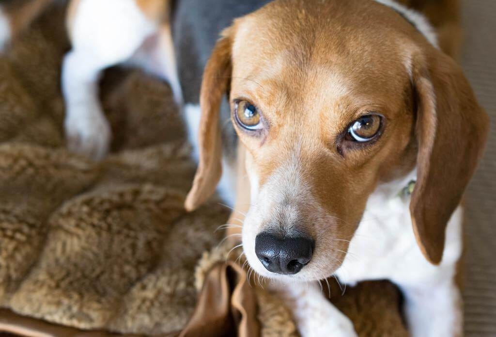 how to teach a dog to stay down