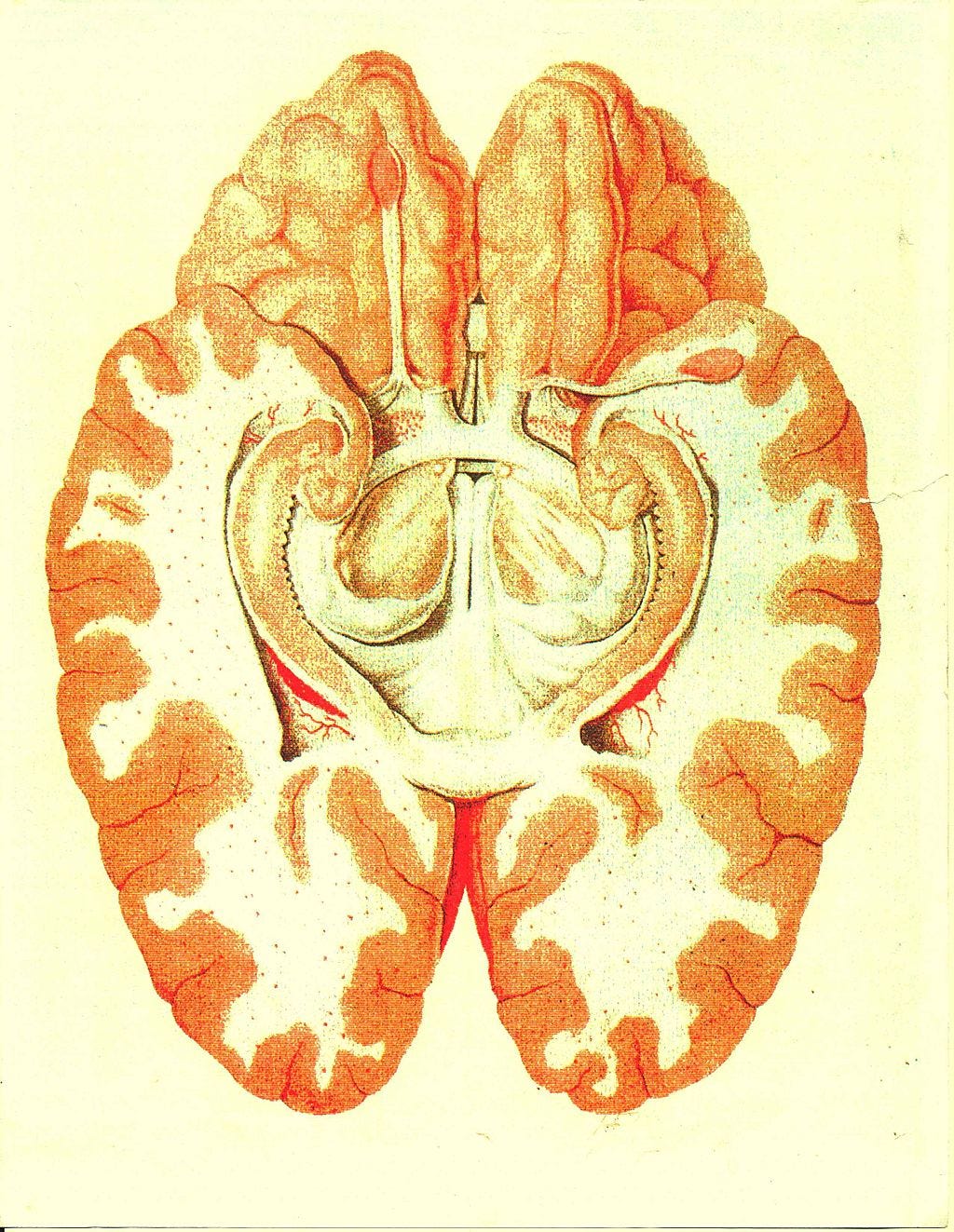 The limbic system.