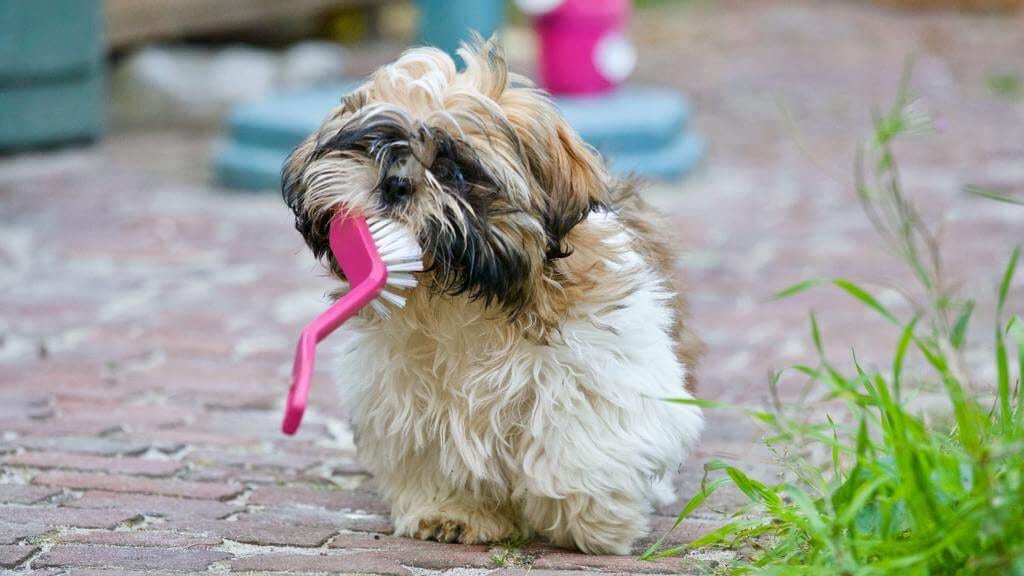 dog training tips