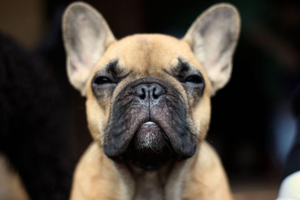 Choose the Best French bulldog Puppies with AKC Registered by Joseph