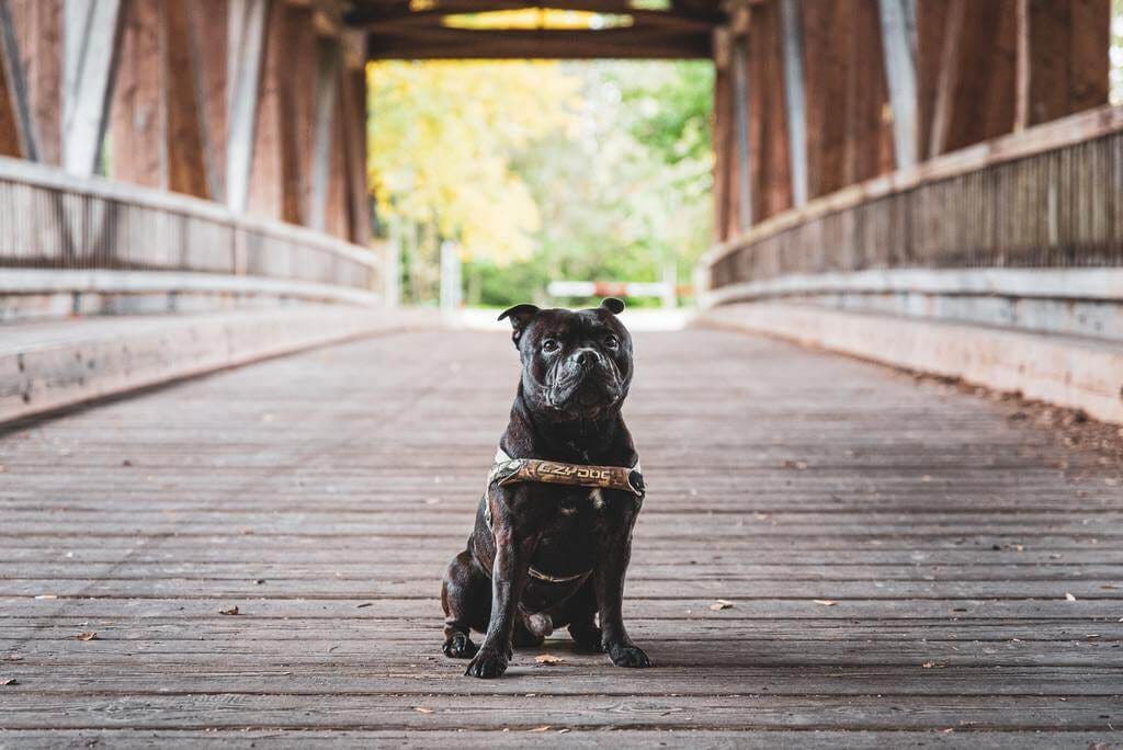 how to teach a dog to stay