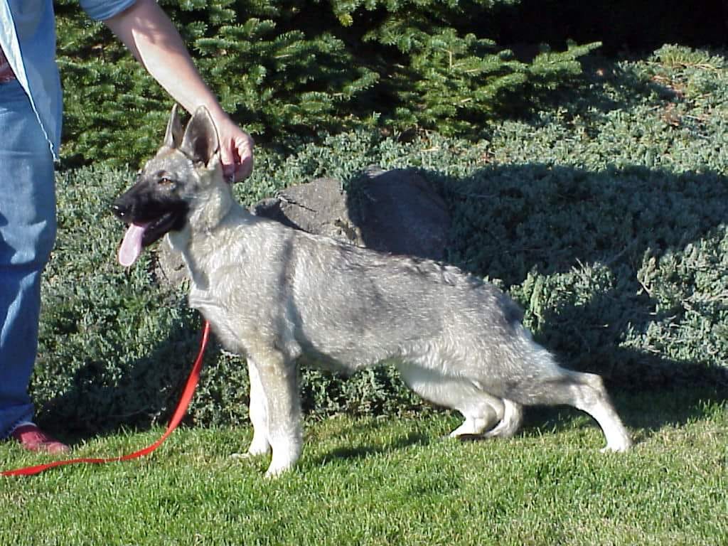 faded bicolor german shepherd