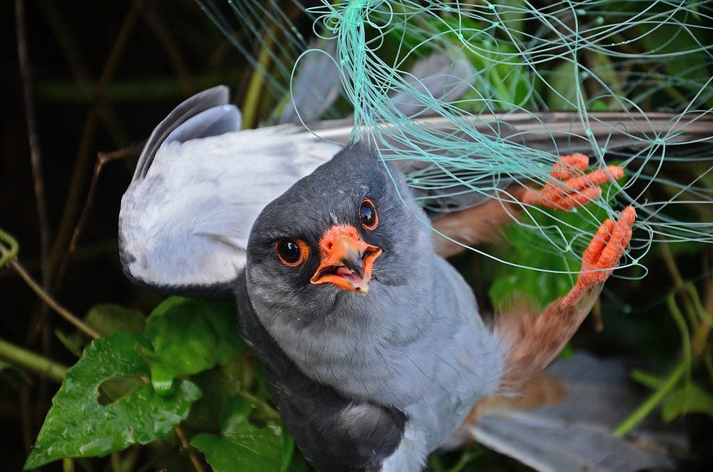The Race To Save The Amur Falcons In Nagaland Northeast India By 
