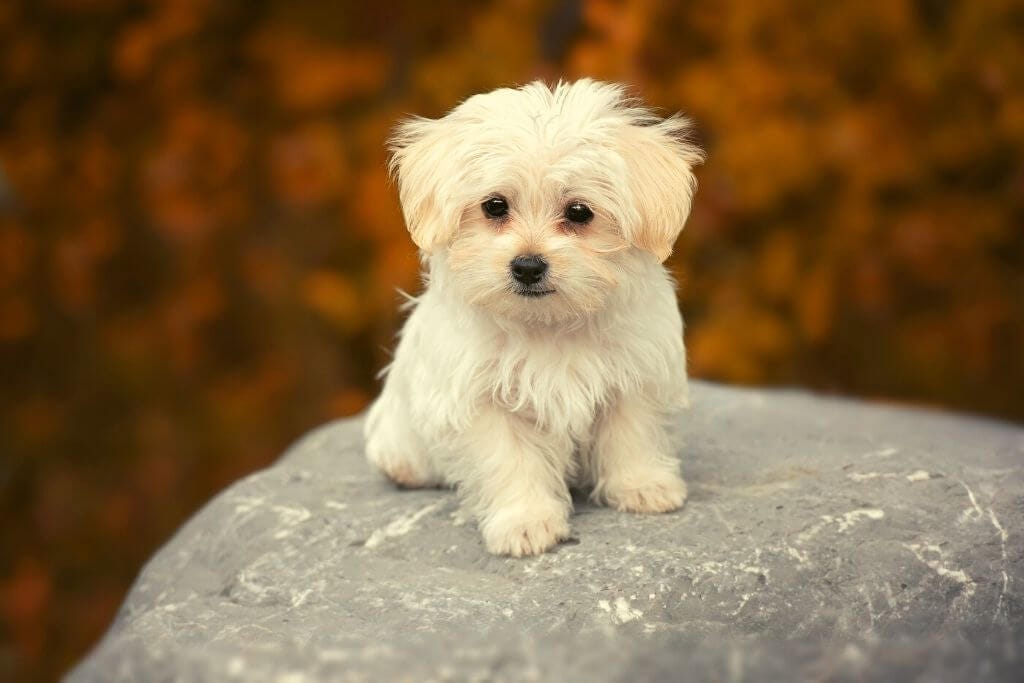 bichon hypoallergenic