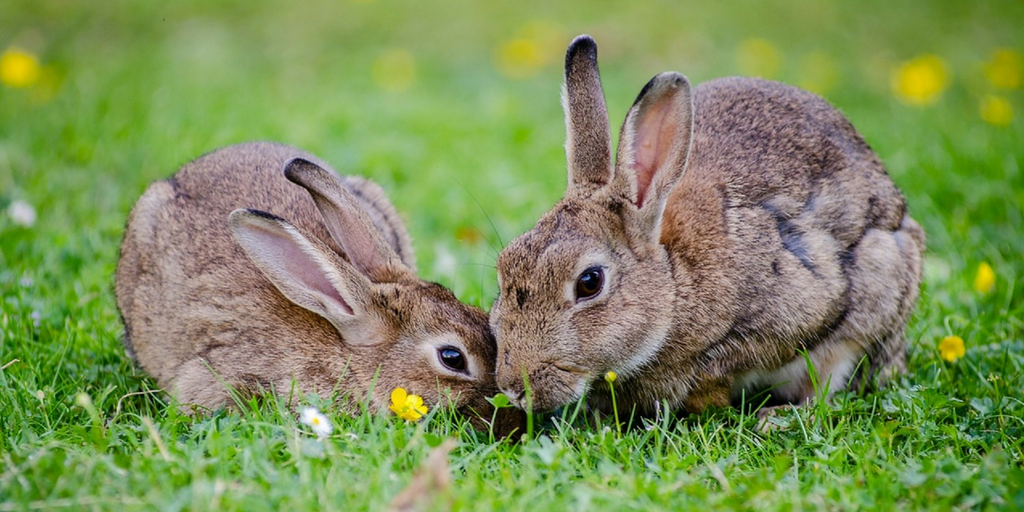 Pourquoi Un Lapin Tape Du Pied Les lapins 🐰 🇫🇷. « Ce matin un lapin, a tué un chasseur… | by Clémence