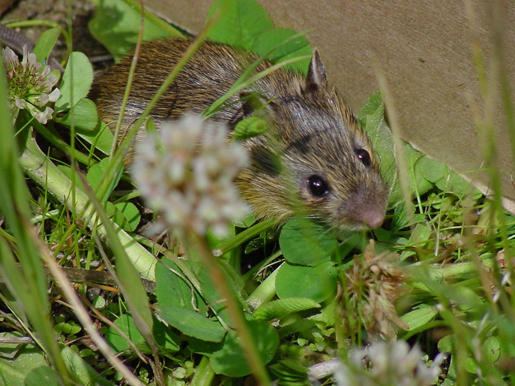 mouse sitting next to wall in grass