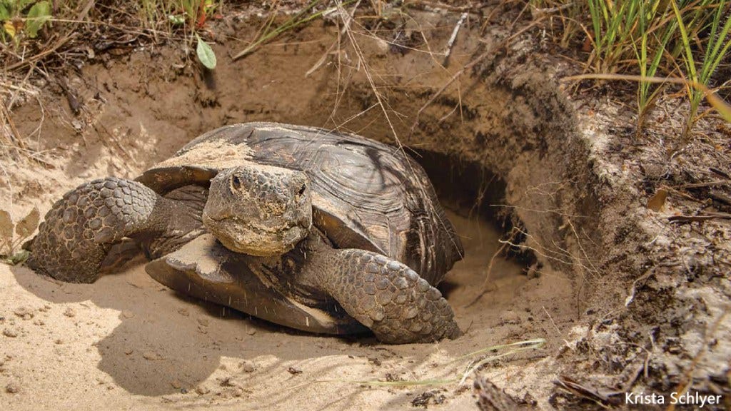 The Day I Saw A Gopher Tortoise Fight By John Dean Dean S List Medium