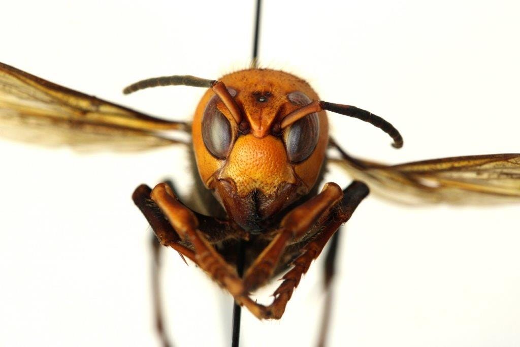 Murder Hornets are a delicacy