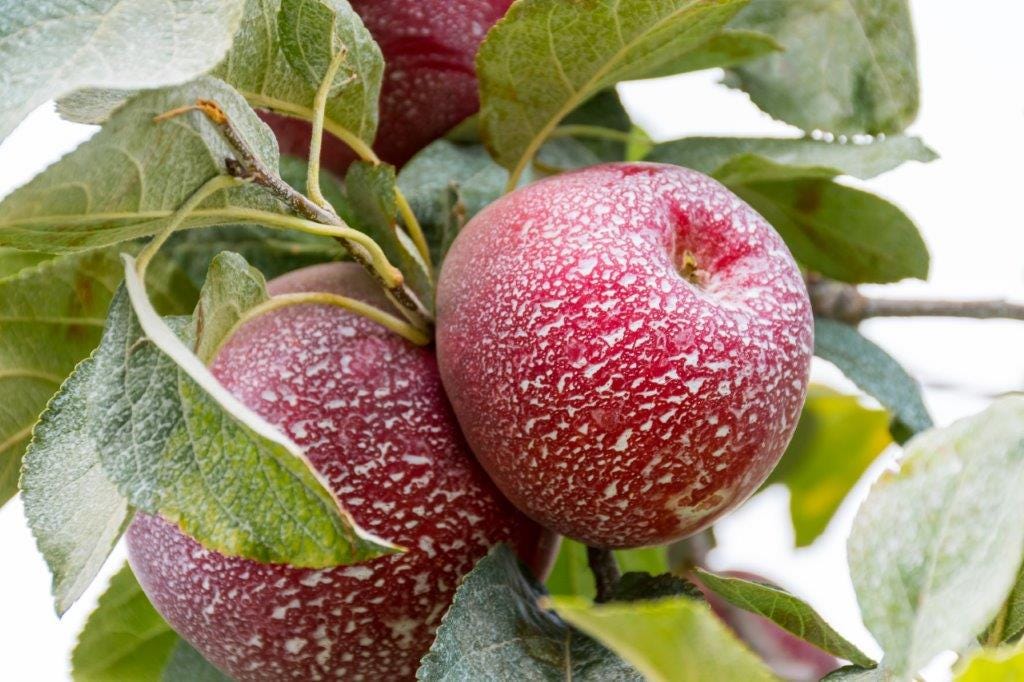 Washington takes a bite out of the Cosmic Crisp apple by WA Governor’s Office Washington