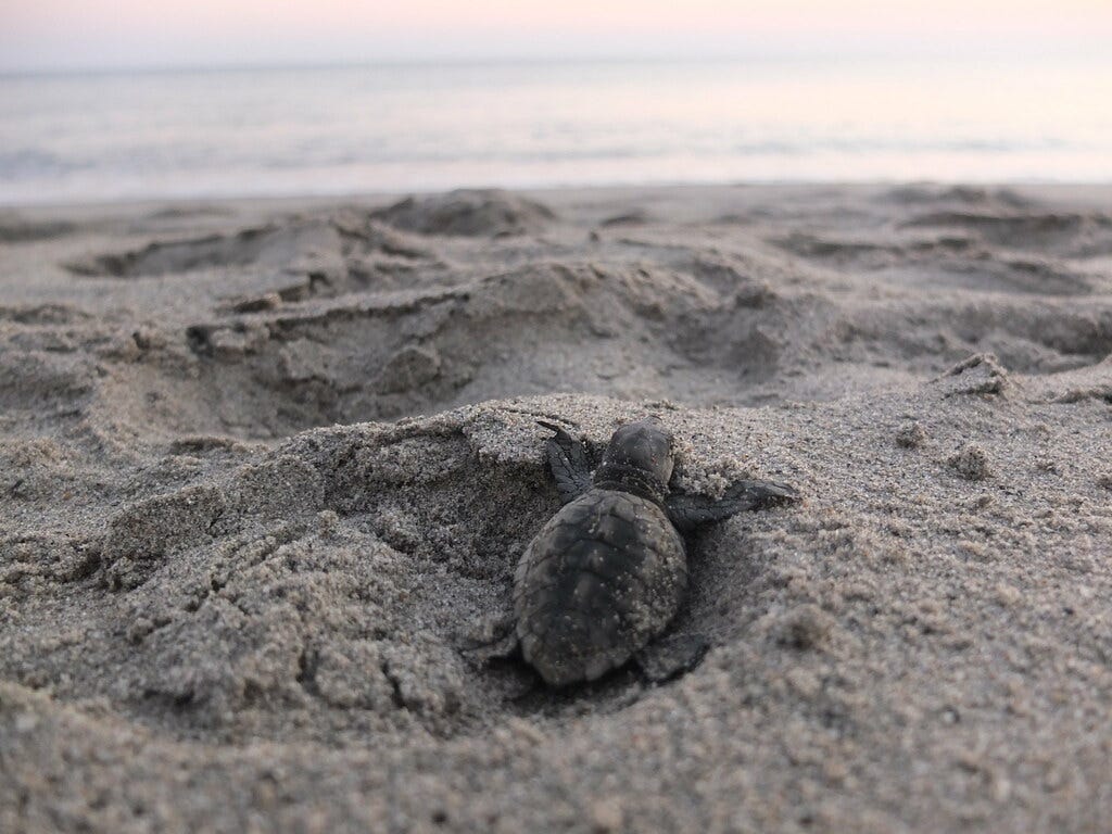 My Summer Volunteering With Sea Turtles in Greece | by Ines May ...