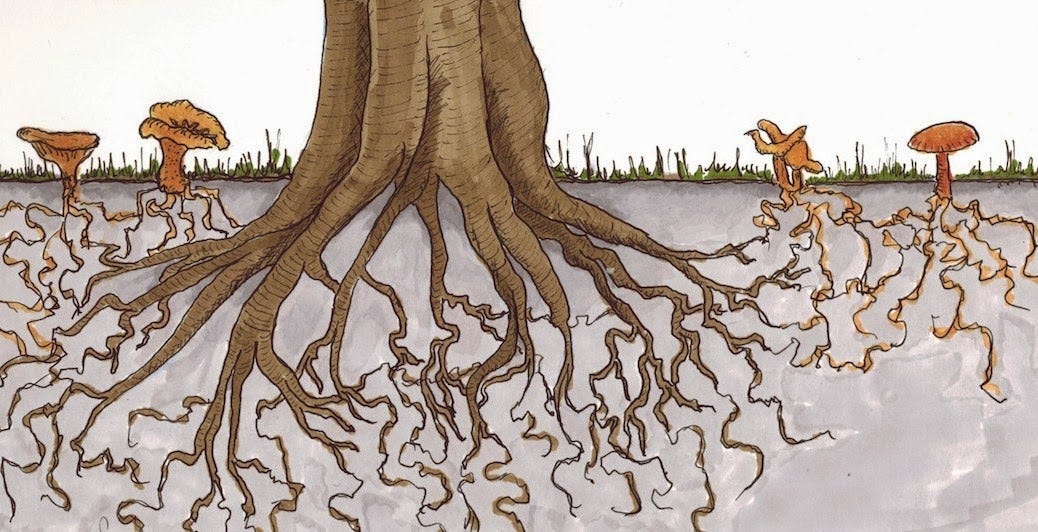 Bitcoin is a Decentralized Organism (Mycelium) — Part 1 / 4 | by