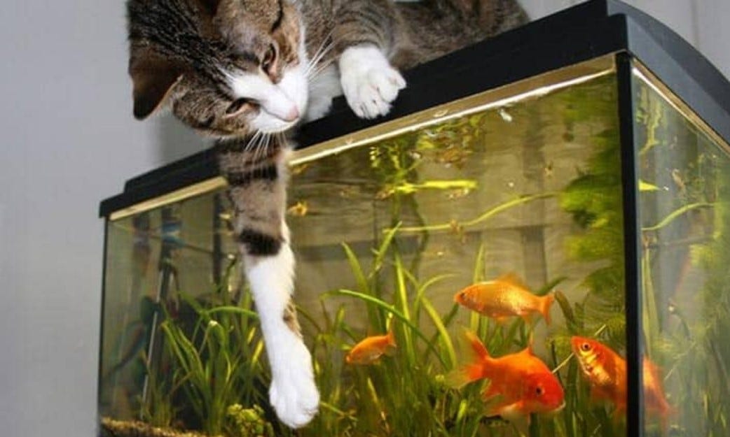 do goldfish need filters