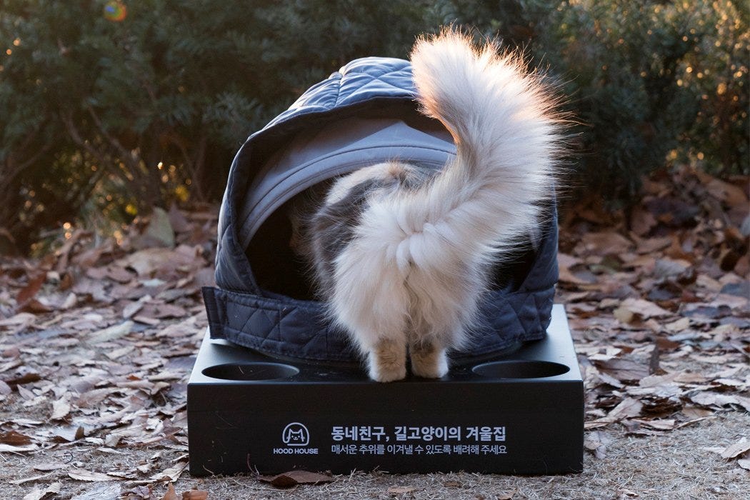 Portable Pet Cribs Make A Home For Stray Cats On The Cold Streets