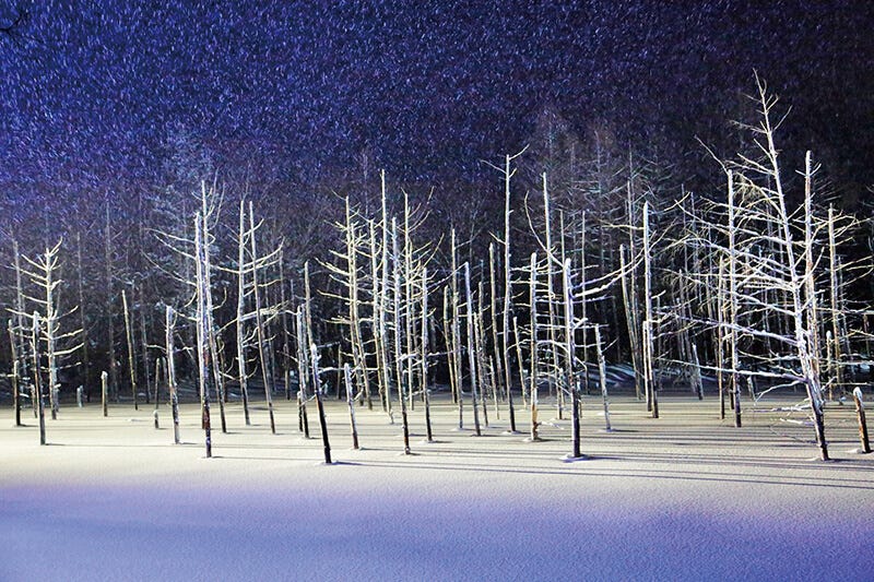 北海道的冬日慶典 日本的四季分明 送走紅葉後便迎來了純白色的冬季 令人十分期待 日本各地都會趁著這 By 是日太郎