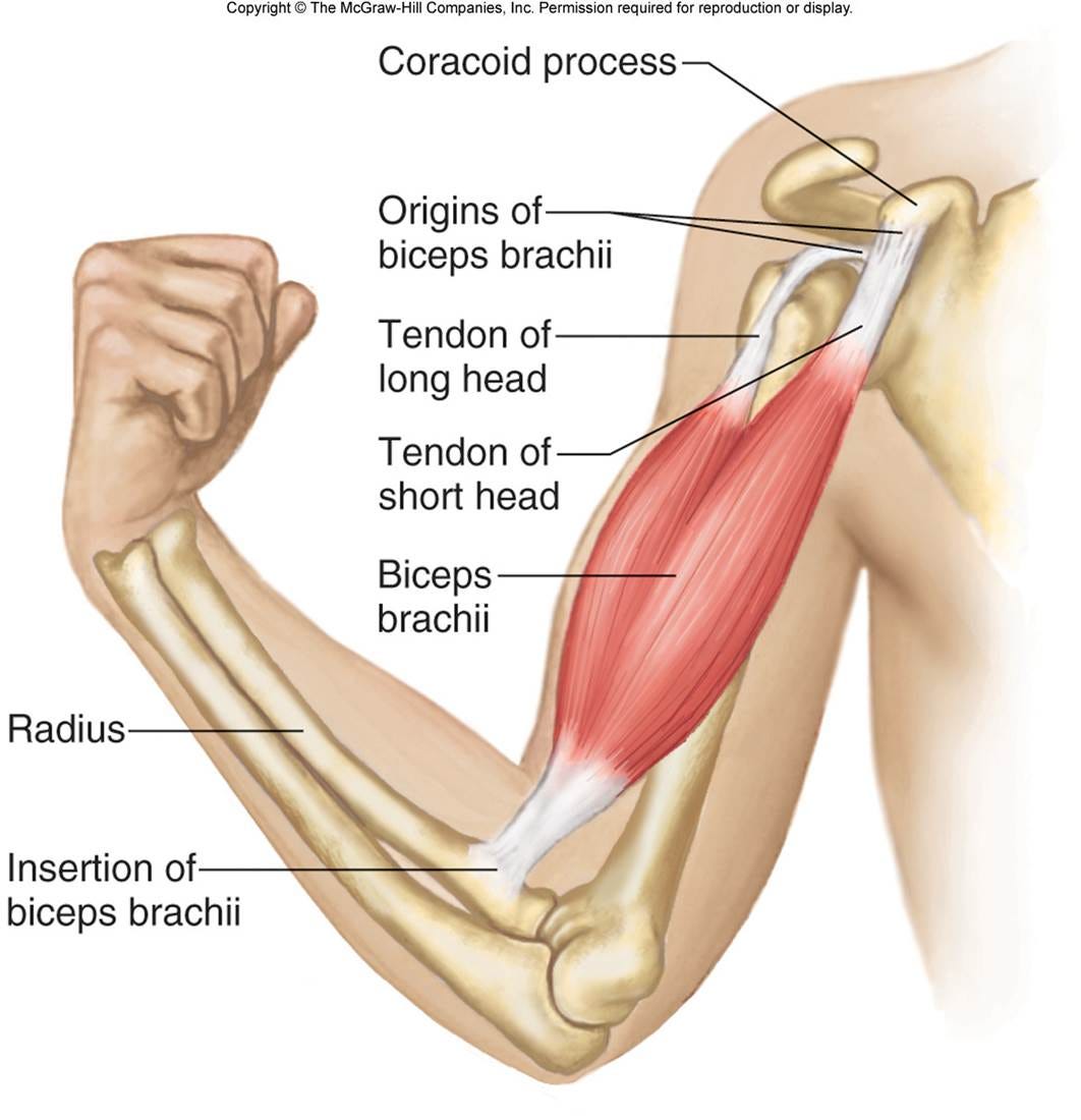 Biceps Brachii. The biceps, also biceps brachii (Latin ...