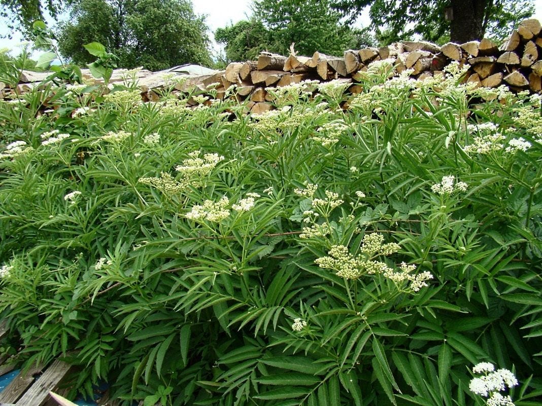 Sambucus что это такое. Смотреть фото Sambucus что это такое. Смотреть картинку Sambucus что это такое. Картинка про Sambucus что это такое. Фото Sambucus что это такое