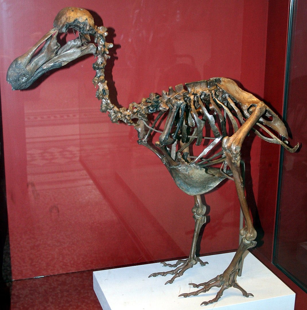 all about dodo birds