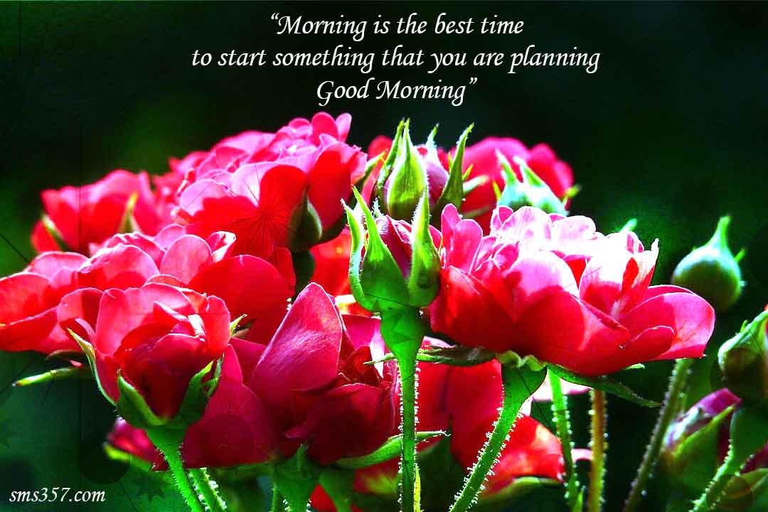Good Morning Images100 Good Morning Flower Images Free Download Hd