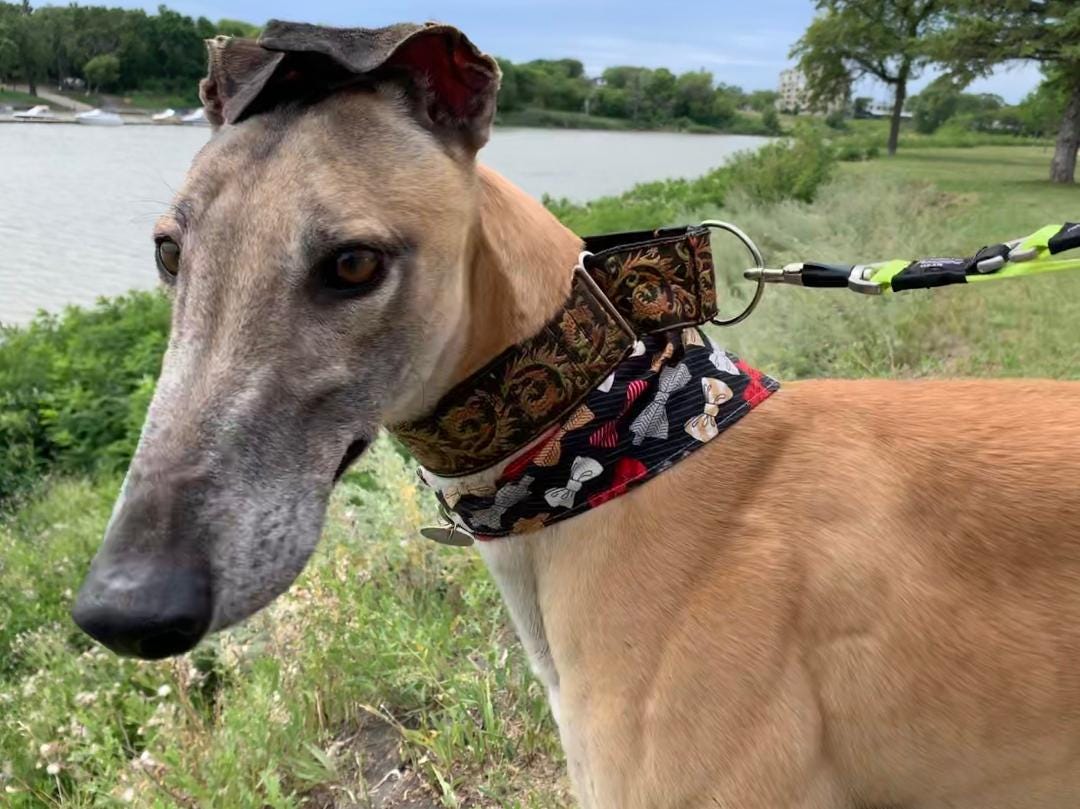 lurcher link muzzles