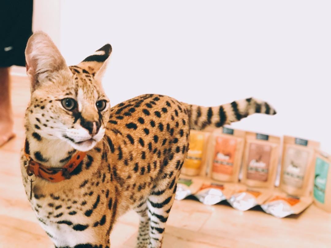 Animal Content Creators 