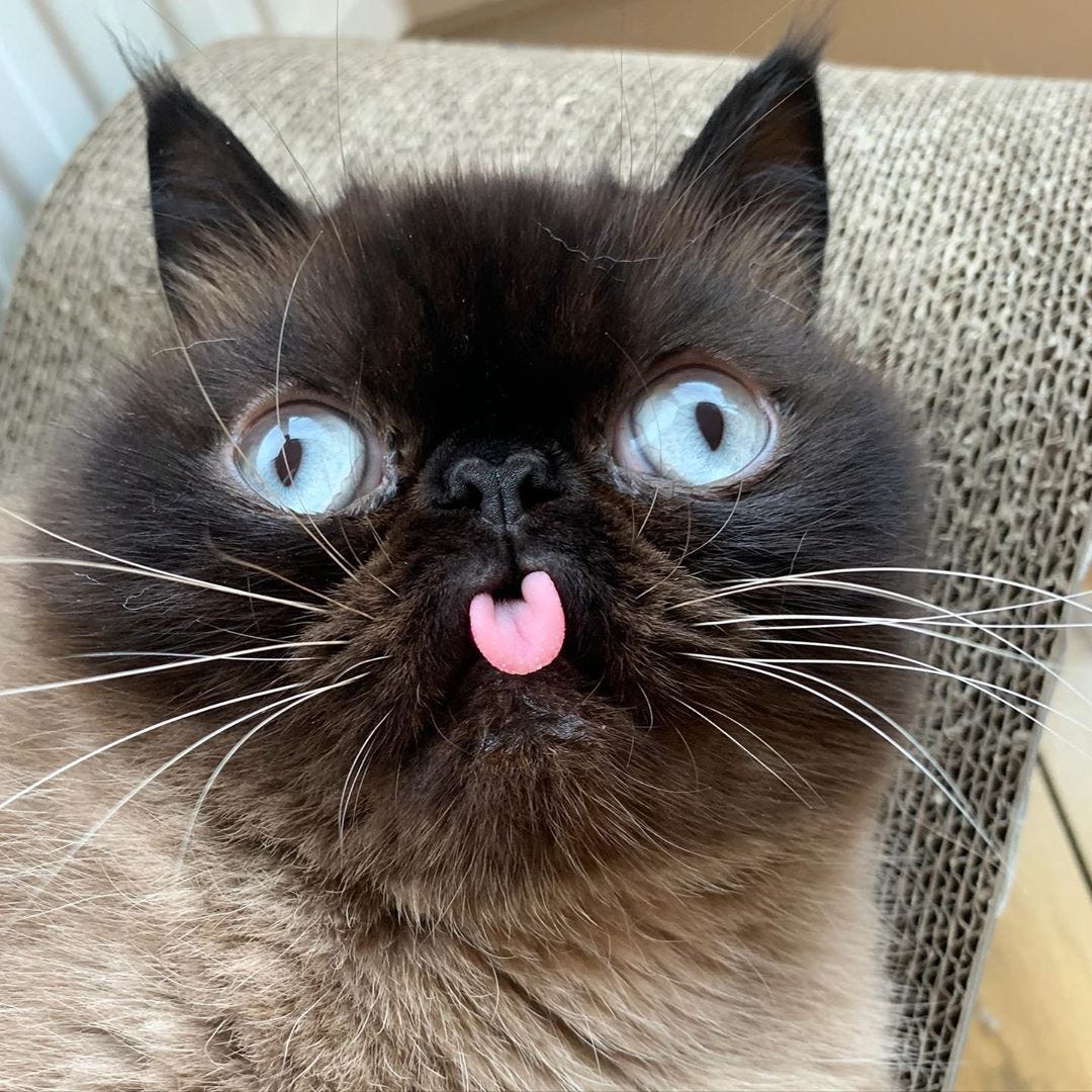 Just 15 Photos of a Cat Who Can’t Keep His Dang Tongue in Just 15 Photos of a Cat Who Can’t Keep His Dang Tongue in