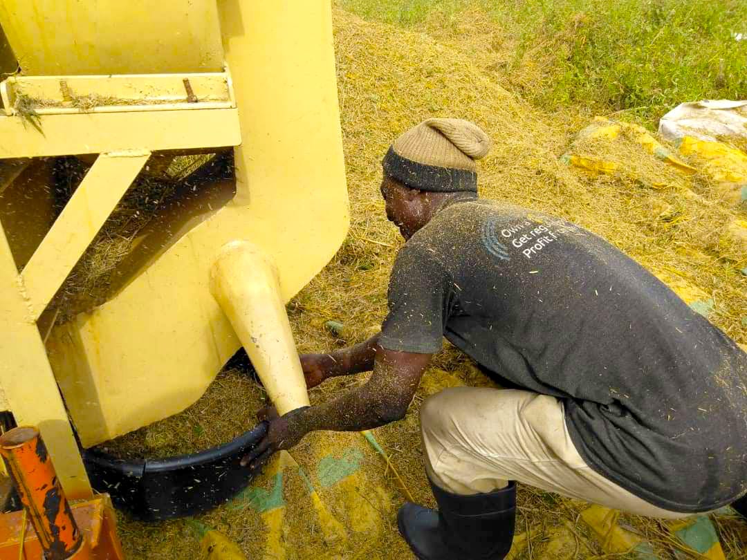 Statistics Rice Production in Nigeria. by ThriveAgric Hectare Medium