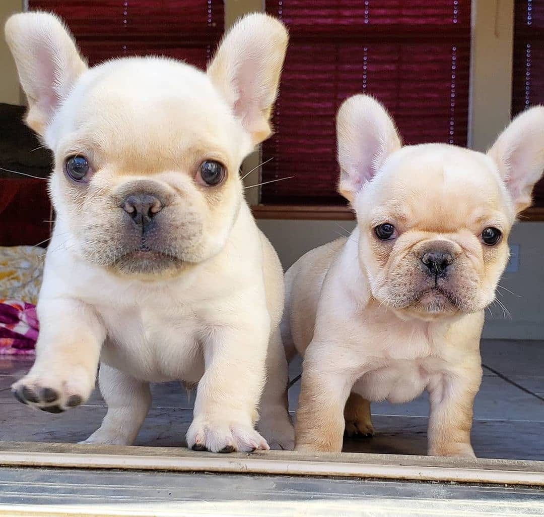 French Bulldog Puppies For Sale Online By Decemberme Medium