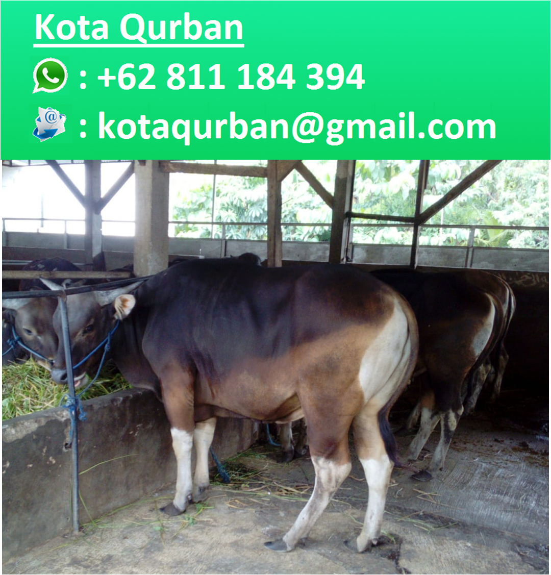 Harga Sapi Limosin Terbaru 2019 Di Jakarta Kota Qurban Wa 0811