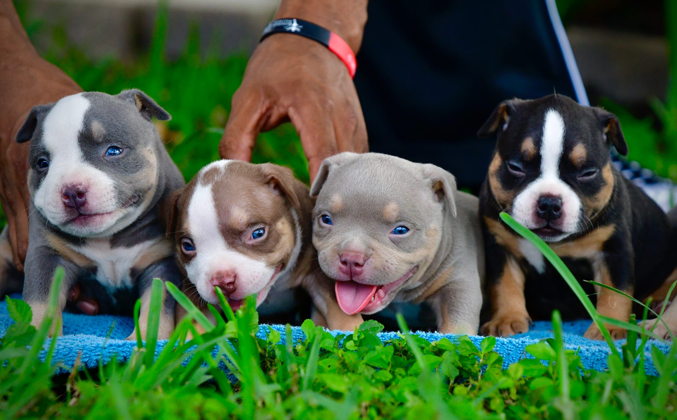 THE INCREDIBLE COLORS OF THE AMERICAN BULLY BREED | Venomline