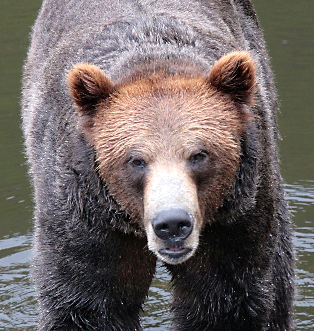 The Fortress Of The Bear A Hungry Bear Provides An Unexpected By the-fortress-of-the-bear-a-hungry-bear-provides-an-unexpected-by