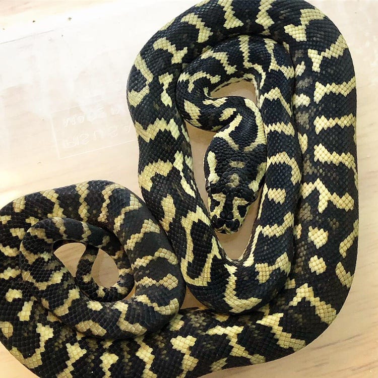 Husbandry of the Jungle Carpet Python in Captivity by Scott Borden