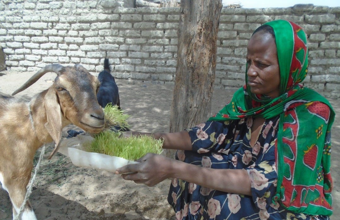 Women feeding a goat with hydroponic fodder
