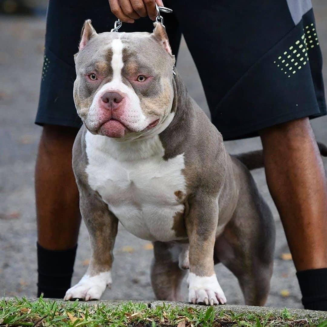 THE EXTREME AMERICAN BULLY - TRI COLOR POCKET BULLY PUPPIES - VENOMLINE